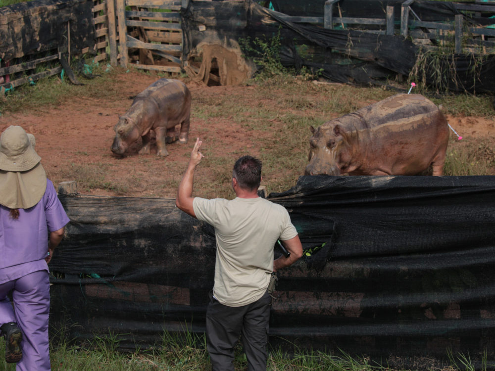 The Hunt of Escobar’s Hippos – Festival Santiago Wild