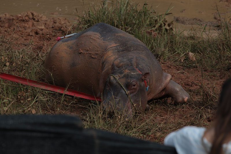 ¿90 hipopótamos en Latinoamérica? La problemática del abandonado zoológico privado de Pablo Escobar también es parte del Festival Santiago Wild