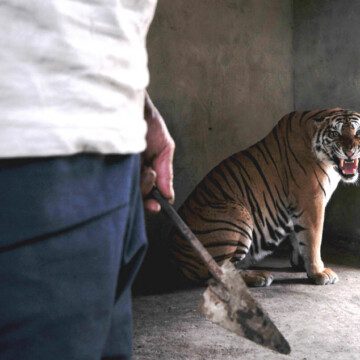 The Tiger Mafia: la devastadora realidad del tráfico ilegal de tigres en el Sudeste Asiático que se mostrará en Santiago Wild 2021
