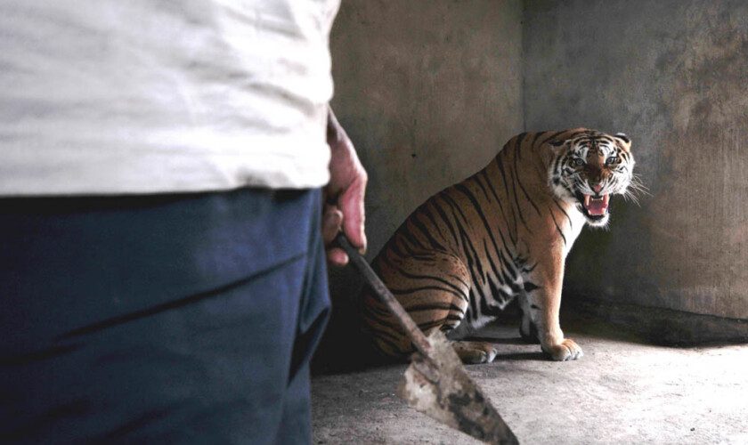 The Tiger Mafia: la devastadora realidad del tráfico ilegal de tigres en el Sudeste Asiático que se mostrará en Santiago Wild 2021