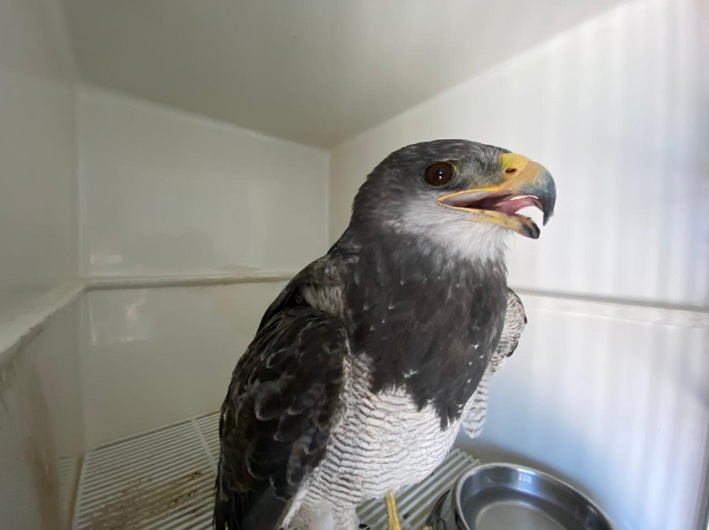 Viento, el águila mora, cuando estaba herido ©Centro de Rescate de Fauna Andina (CEREFAN)