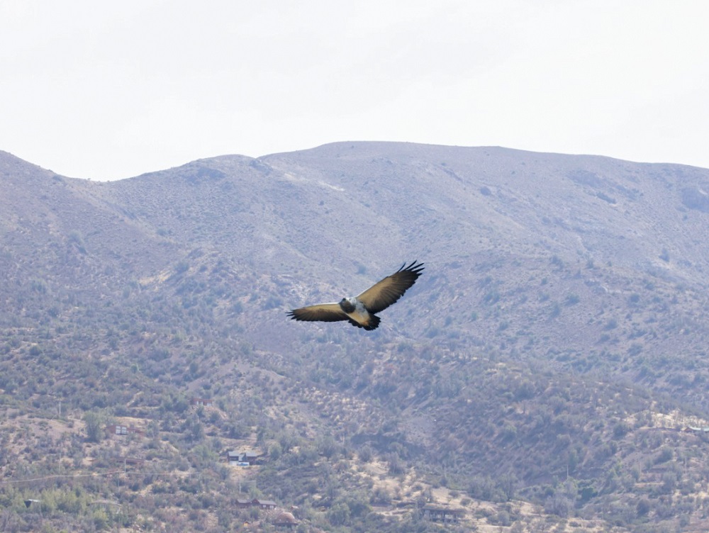Viento en pleno vuelo ©Centro de Rescate de Fauna Andina (CEREFAN)