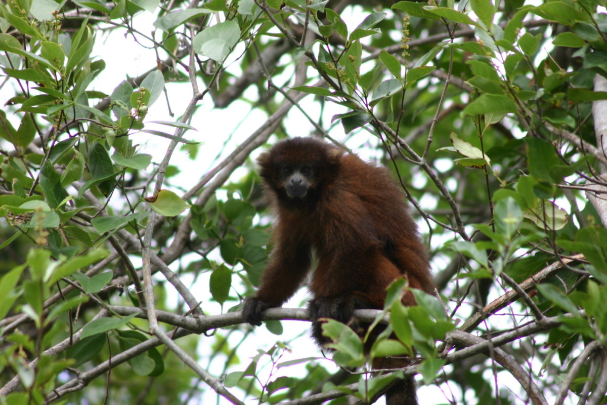 El mono lucachi rojizo es una especie endémica en peligro crítico en Bolivia. Crédito: © Jesús Martínez / WCS.