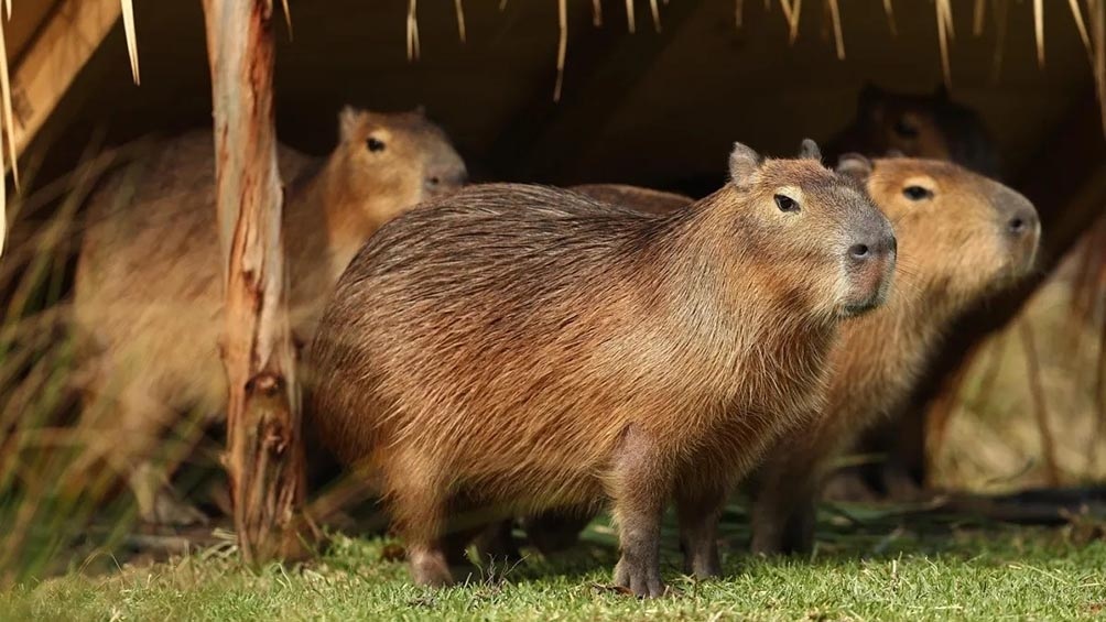 El carpincho, capibara o chigüire es el roedor más grande que existe. Crédito: © Télam