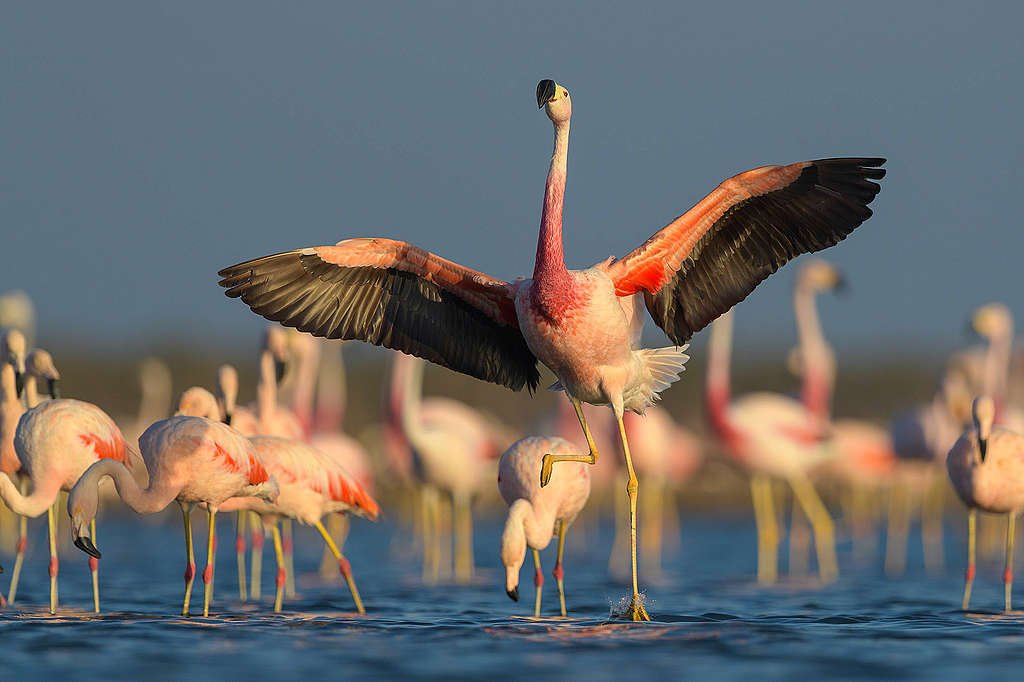 La increíble riqueza de la fauna en el Mar de Ansenuza. Crédito: © Greenpeace Argentina