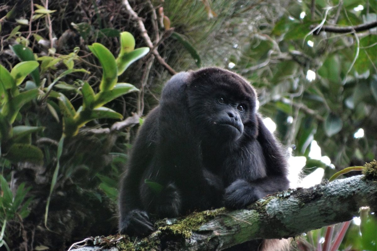 La recuperación de la especie es una esperanza para la supervivencia del mono aullador negro. Crédito: © I. Duch Latorre,