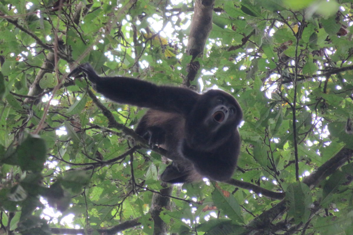 La población del mono aullador negro se estaría recuperando en el sur de Ecuador. Crédito: © J. Salcedo.
