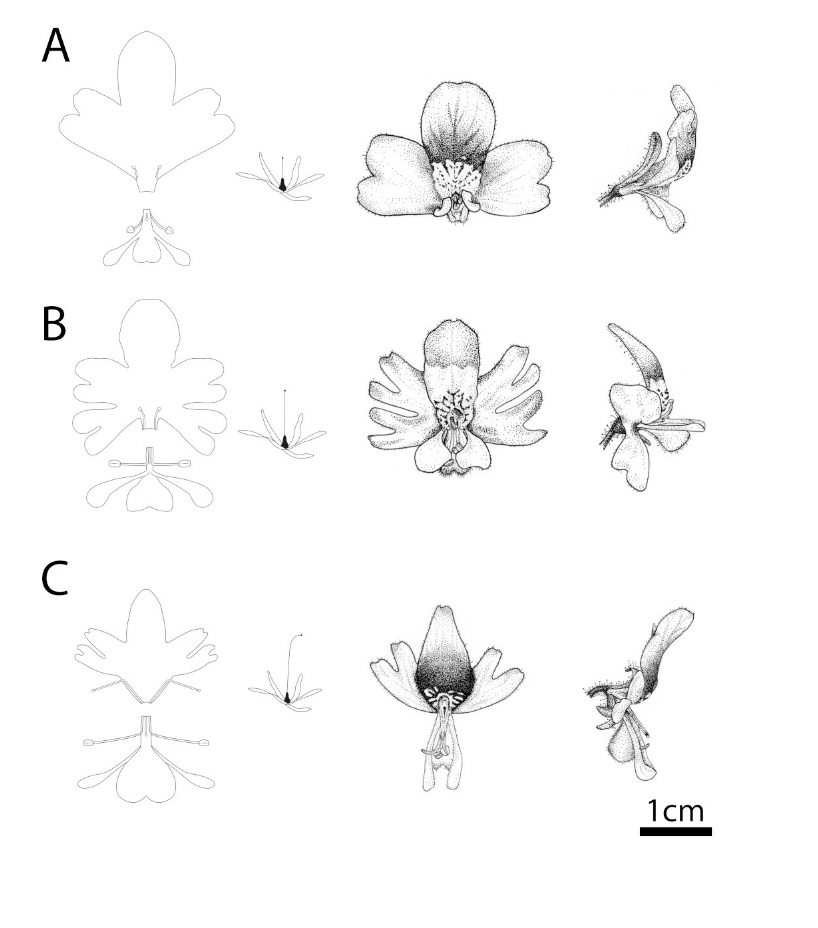 Diferencias entre A. Schizanthus fallax B. Schizanthus laetus C. Schizanthus nutantiflorus ©Silvia Lazzarino
