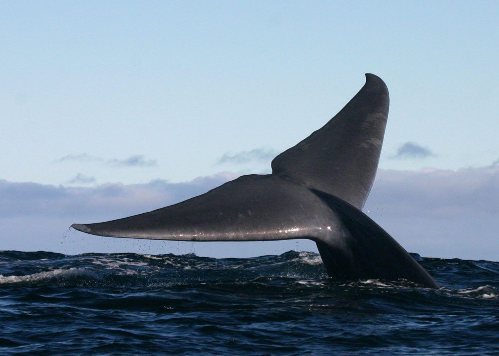 Anuncian nuevo Parque Marino para Chile en un área clave para proteger el hábitat de la ballena azul