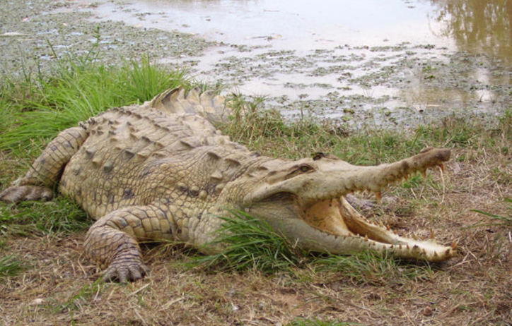 Crocodylus intermedius. Crédito: © Álvaro Velasco/IUCN