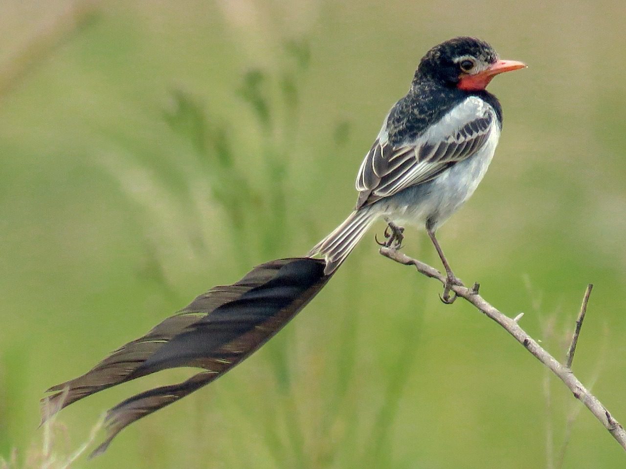 Paraguay: Avistan al Yetapá de collar, un ave en peligro de extinción en un área de trabajos de la ruta Transchaco