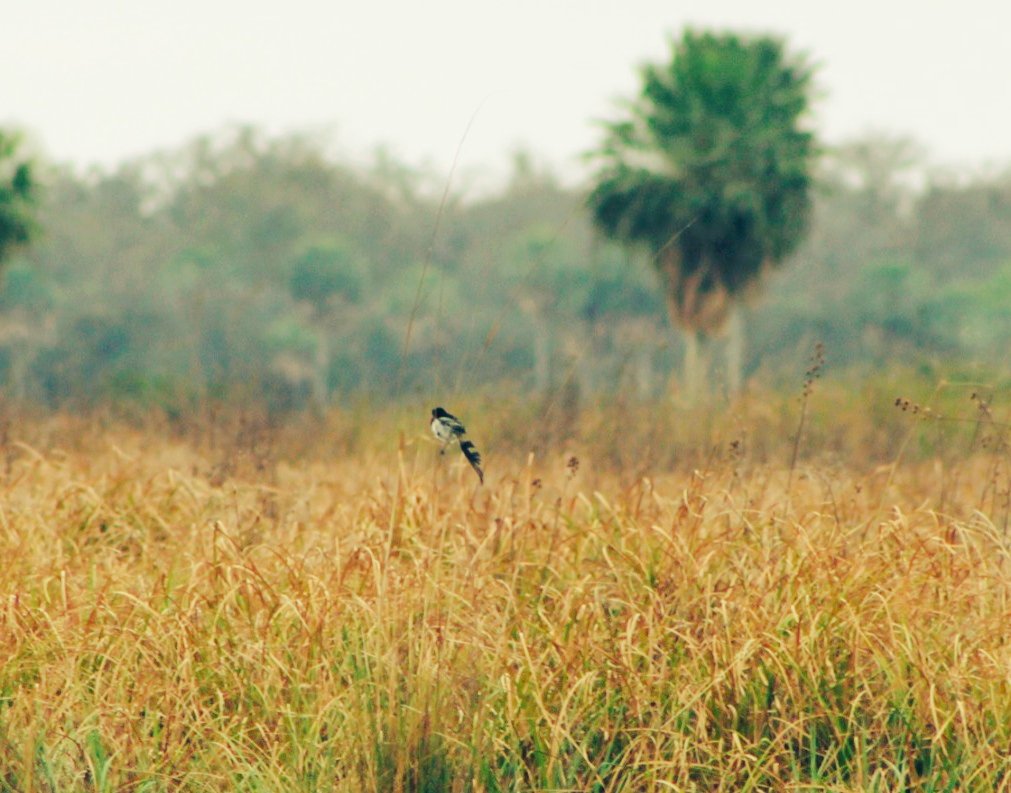 El yetapá de collar habita en pastizales húmedos cerca o dentro de las marismas. Requiere pastos relativamente altos, en su mayoría de más de 1 metro de altura. Crédito: © MOPC Paraguay
