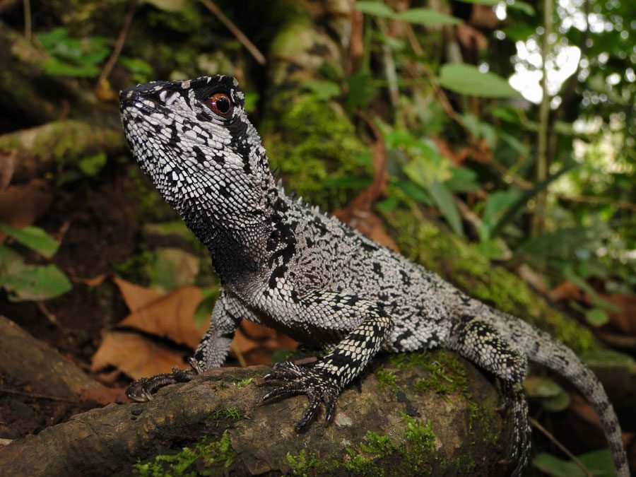 Perú: Conoce a Enyalioides feiruzae, la nueva lagartija descubierta en la selva del Parque Nacional Tingo María
