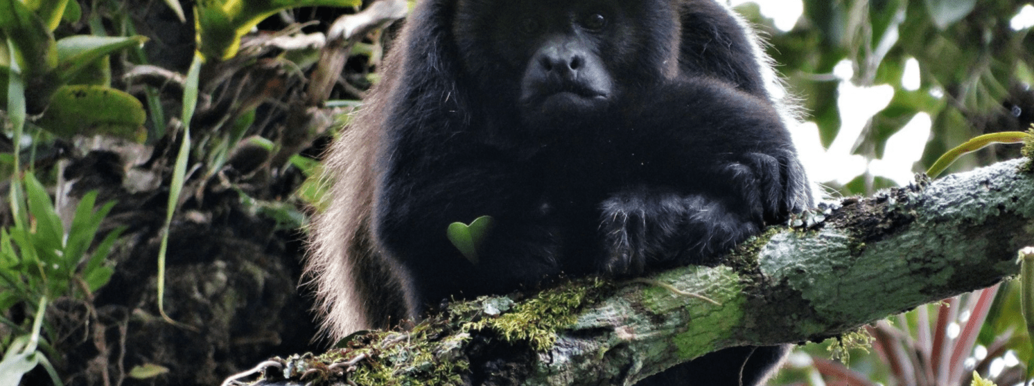 Día Internacional de los Primates: tres historias de esperanza sobre especies amenazadas en Latinoamérica