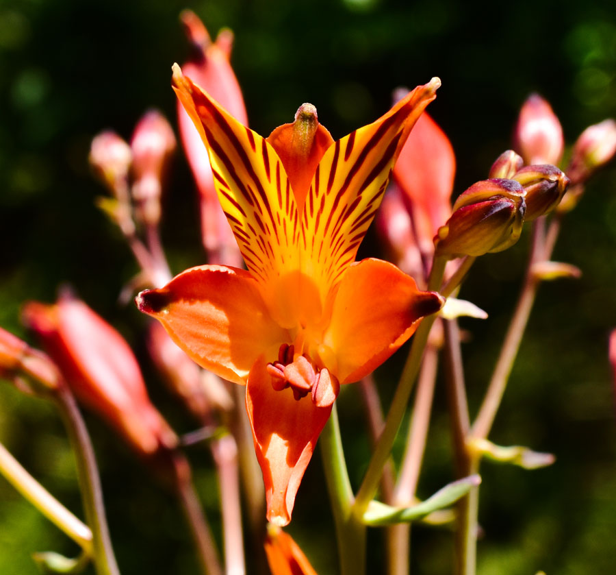 Flor del gallo (Alstroemeria ligtu ssp. simsii) ©Nicolás Villaseca
