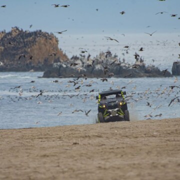 Ingreso de vehículos a playas, humedales y dunas amenaza seriamente a las aves playeras