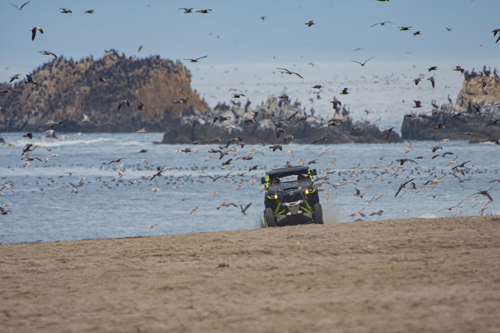 Ingreso de vehículos a playas, humedales y dunas amenaza seriamente a las aves playeras