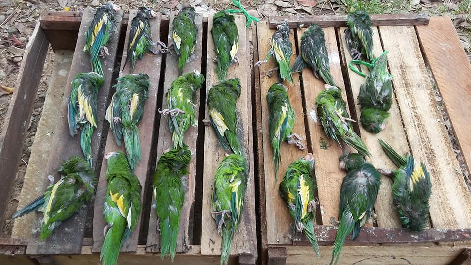 Ejemplares de guacamayos ucayali. Las aves están entre las especies más traficadas. Crédito: © WCS