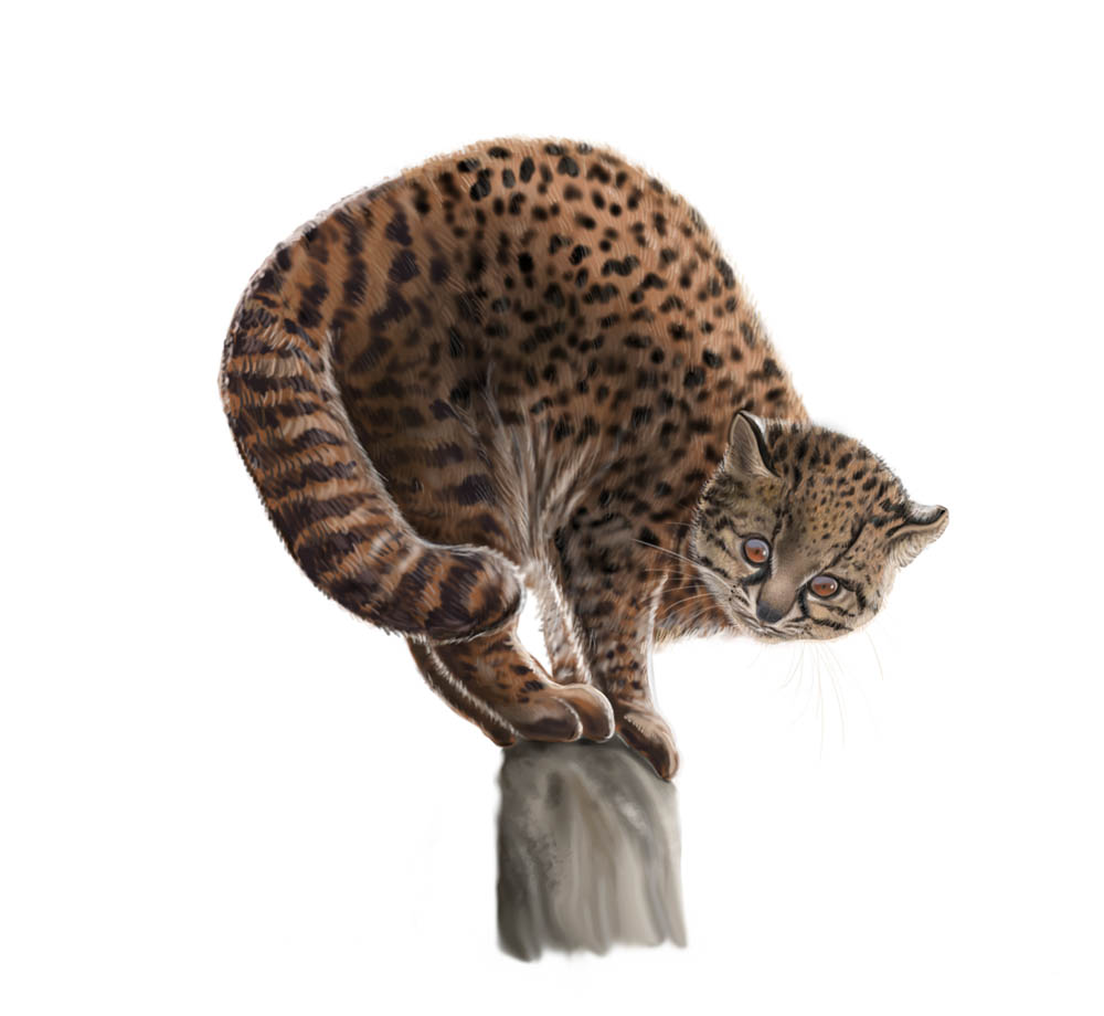 Guiña (Leopardus guigna) ©Rodrigo Verdugo