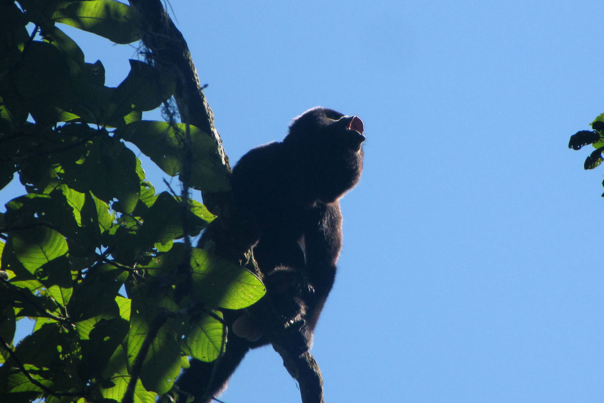 Un mono aullador negro en el hito Figueroa, en Ecuador. Crédito: © A. de la Torre