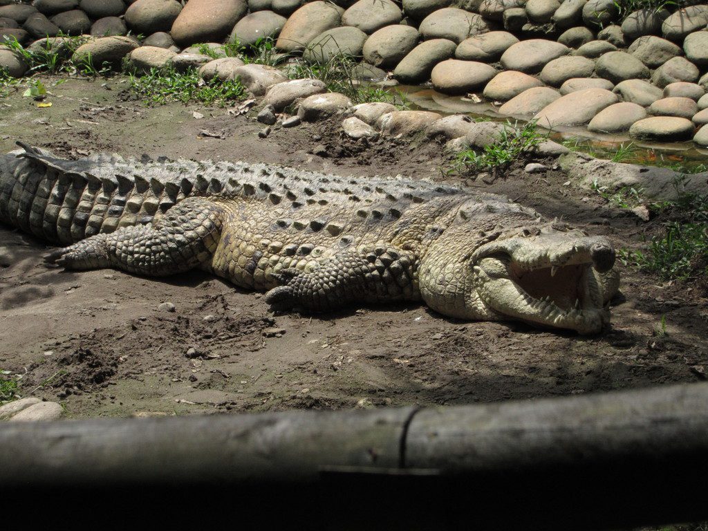 Venezuela: Un programa ayuda en la reproducción y liberación del caimán del Orinoco, una especie en peligro de extinción