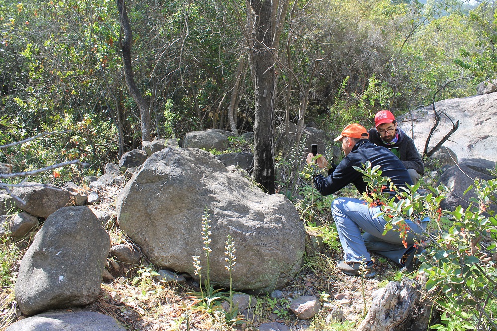 Monitores con Gavilea longibracteata (no evaluada) en cerro Chache ©Isabel Mujica