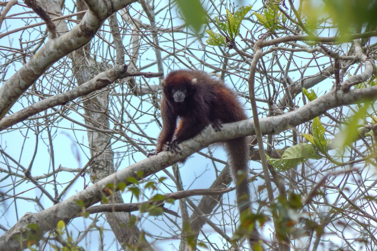 El mono tití de Olalle es uno de los primates más amenazados del planeta. Crédito: © Jesús Martínez / WCS.