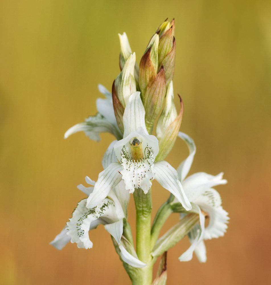 Únete al proyecto de ciencia ciudadana para monitorear y conservar orquídeas de Chile