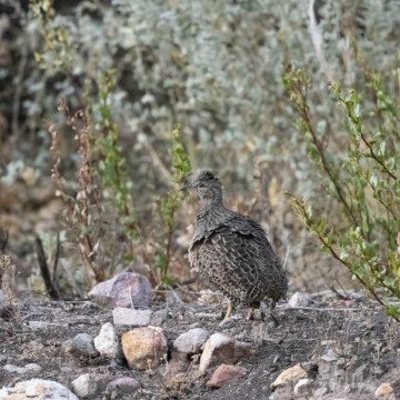 Detrás de la perdiz andina: observadores vuelven a registrarla en Socoroma, en la Región de Arica y Parinacota