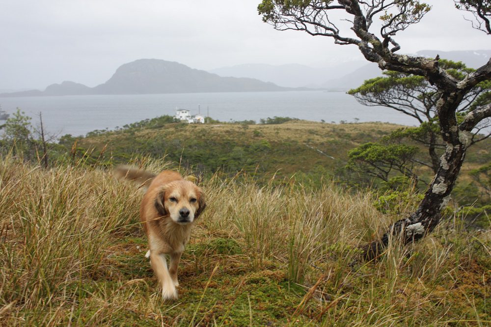 Perro mascota en alcaldía en Tierra del Fuego©Elke Schüttler