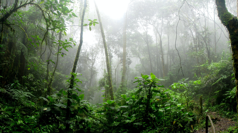 Las resoluciones adoptadas por los miembros de la UICN incluyen un llamamiento a proteger el 80% de la Amazonía de aquí a 2025. Crédito: © David Riaño Cortés/Pexels
