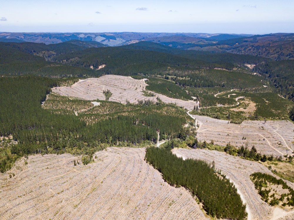 Sociedades científicas y centros de investigación piden al Senado incluir la actividad forestal industrial en Sistema de Evaluación Ambiental