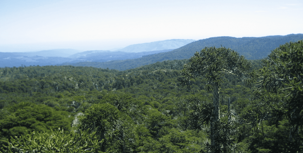 Publican primera Guía para el Monitoreo de la Restauración de Bosques en Chile, aspecto clave para la acción climática del país