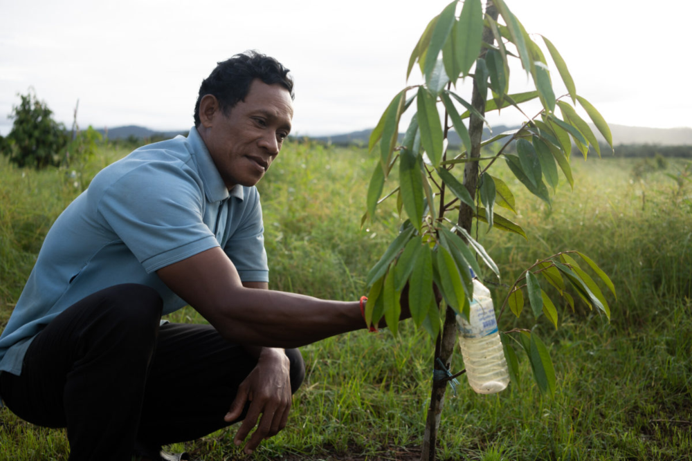 Yea Chieu, de 47 años, inspecciona un árbol de durian en la comuna de Chi Kor Loeu, provincia de Koh Kong, en las 1,5 hectáreas de tierra que le dio como compensación la empresa azucarera KSL con sede en Tailandia. Su familia es una de las 200 familias involucradas en el caso Tate & Lyle. Crédito: Andrew Ball / Panos / Global Witness.