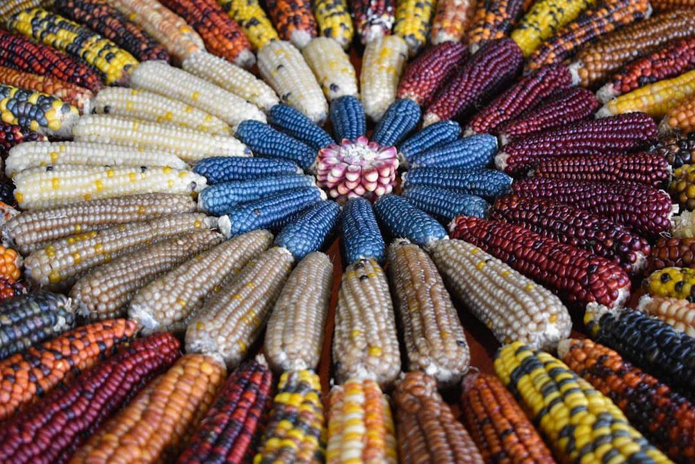 El legado de las semillas tradicionales: las oportunidades y desafíos para la alimentación en Chile