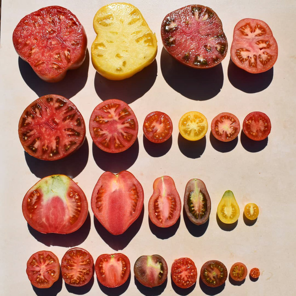 Variedad de tomates. Cortesía Biodiversidad Alimentaria