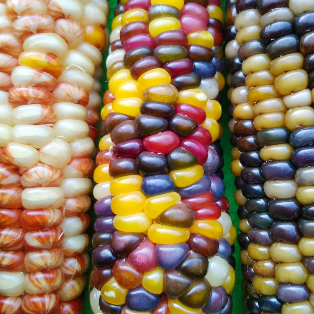 Variedades de maíz. Cortesía_ Biodiversidad Alimentaria