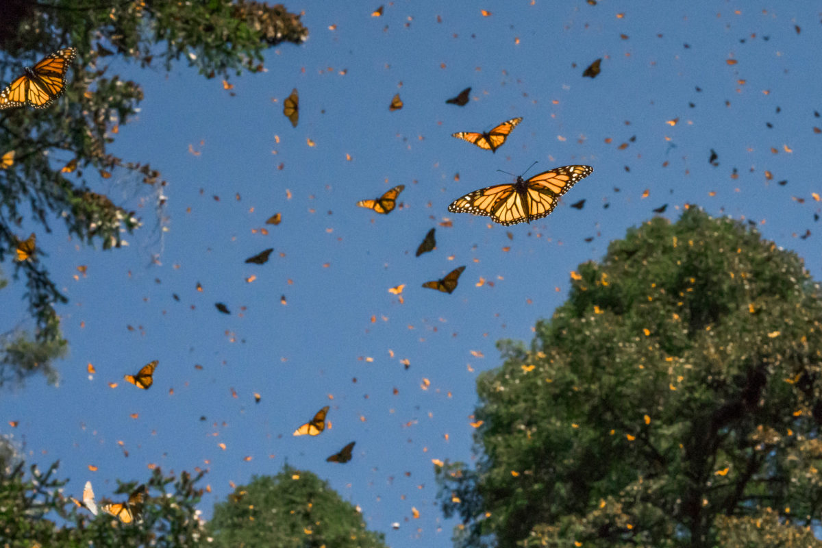 Mariposa Monarca. Crédito: © AlianzaWWF-FundacionTelmexTelcel