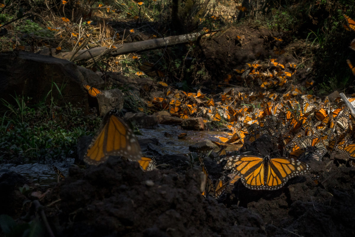 Mariposa Monarca. Crédito: © AlianzaWWF-FundacionTelmexTelcel