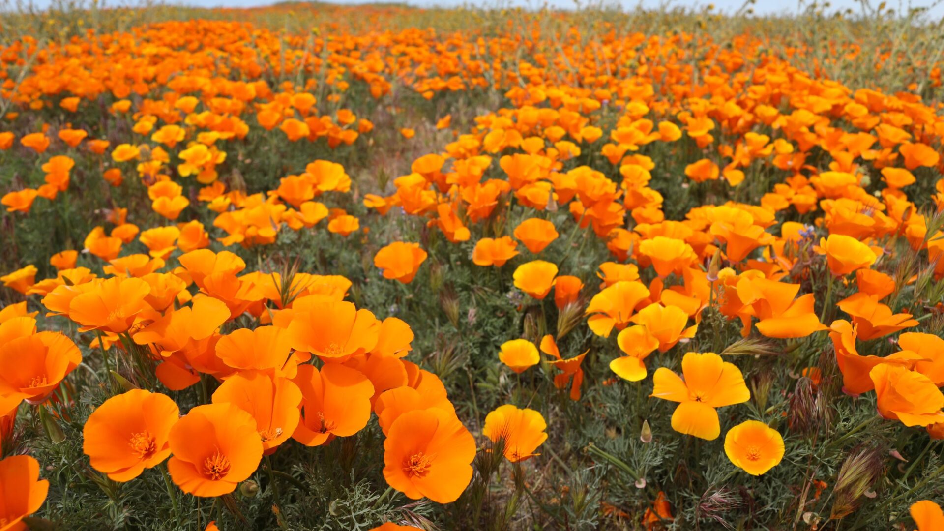 El dedal de oro: una hermosa flor con alto potencial invasor