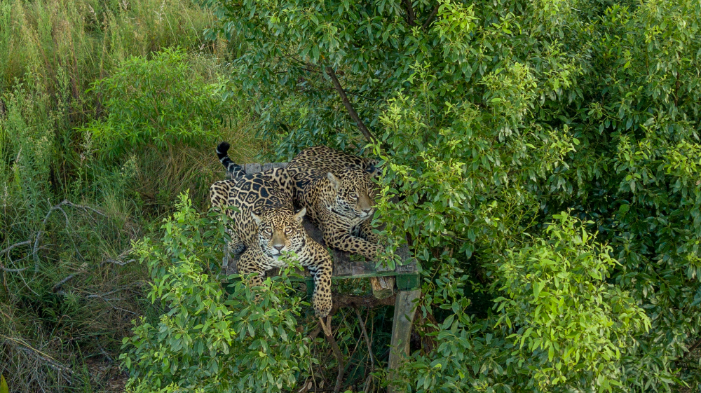 Arami y Mbarete en el Centro de Reintroducción de Yaguareté del Parque Iberá. Crédito: © Rewilding Argentina