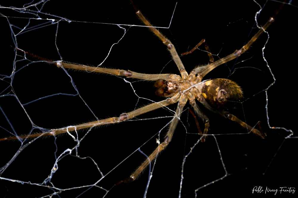 Araña de la familia Austrochilidae ©Pablo Núñez Fuentes