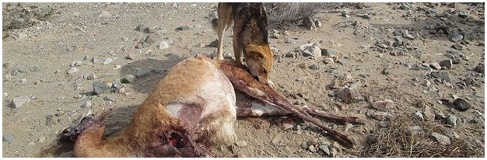 Ataque de perro a guanaco ©CONAF Atacama
