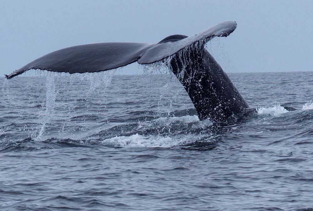 Comenzaron a llegar las ballenas a Isla Chañaral, en el Archipiélago de Humboldt: una experiencia inolvidable