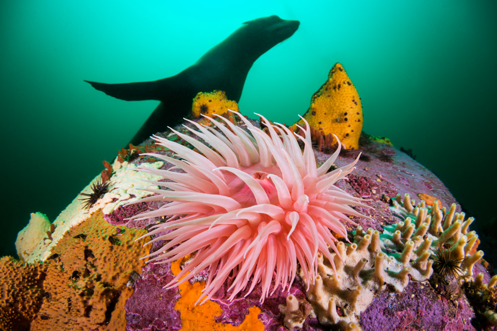 Biodiversidad submarina en Reserva Natural Melimoyu ©Fundación MERI / Eduardo Sorensen