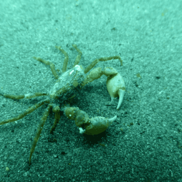 El misterioso cangrejo de la Antártica: ¿una nueva especie invasora en el continente blanco?