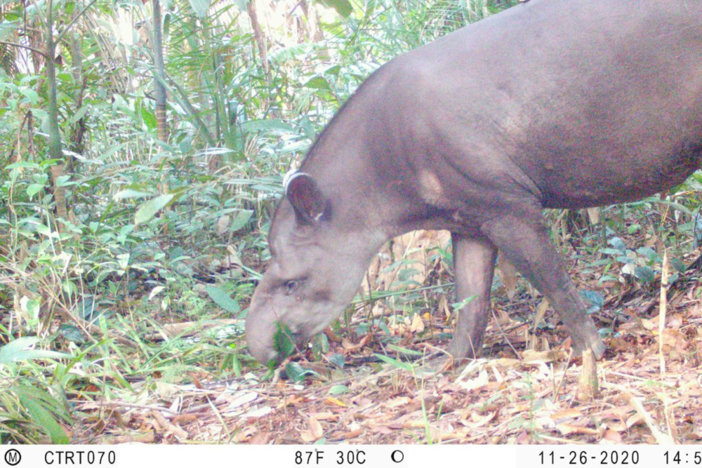 Danta (Tapirus terrestris). Crédito: © Instituto Humboldt Colombia.