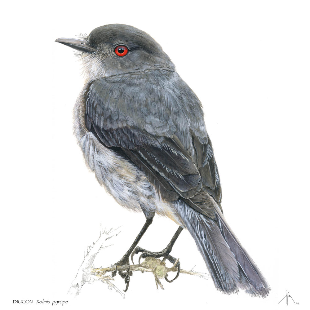 El Diucón (Xolmis pyrope) es una de las aves que aparece en el primer tomo del libro “Hablan. El Lenguaje de los Pájaros”