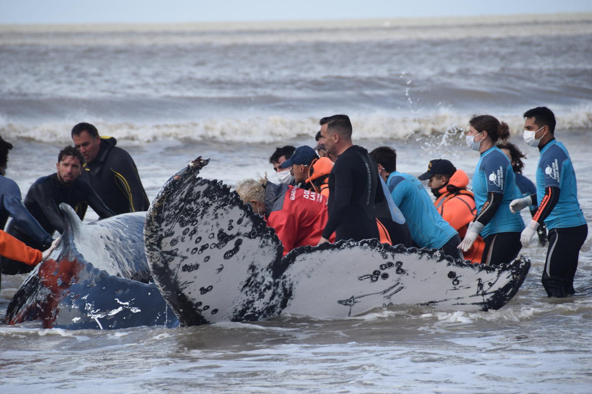 Argentina: Rescatan dos ballenas varadas en la costa de Buenos Aires en menos de 48 horas
