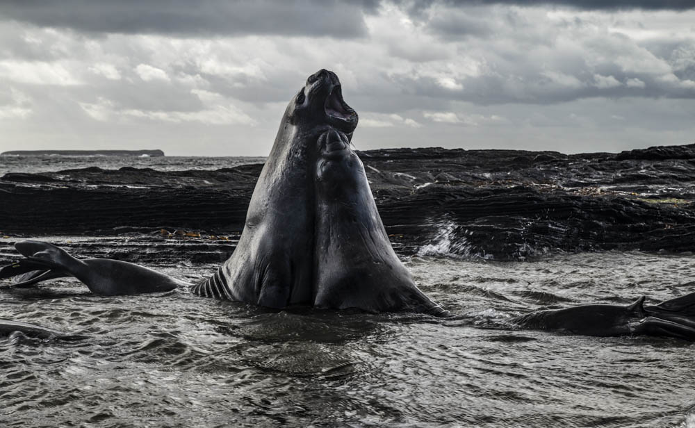 El saludo © Jorge Marín Reiche. Los elefantes marinos están constantemente enfrentándose, ya sea para jugar o practicar movimientos de lucha que los salvarán en su adultez.